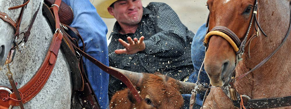 Steer Wrestling